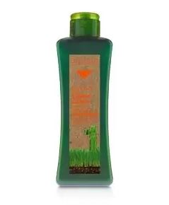 Shampooing Cheveux Traités 300 ml Maroc